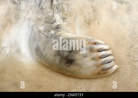 Grey Seal (Halichoerus grypus) Nahaufnahme von Flipper und Fell auf dem Welpen, St. Abbs Head National Nature Reserve, National Trust for Scotland Reserve Stockfoto