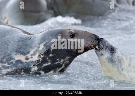 Graue Seehund (Halichoerus grypus), weibliche Kuh, verbunden mit „Whitecoat“ Welpen, East Lothian, Schottland, November 2014 Stockfoto