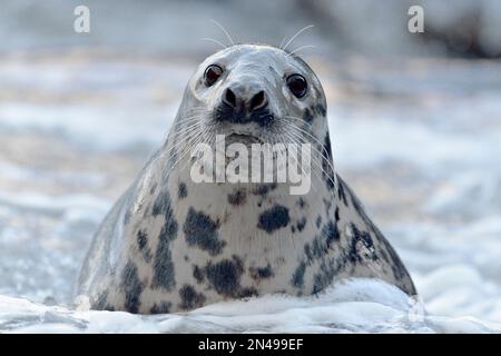 Graue Seehundkuh (Halichoerus grypus) kehrt zur Felsenküste zurück, um die Welpen zu besuchen, St. Abbs Head National Nature Reserve, St. Abbs Head, Südostschottland Stockfoto