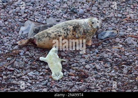 Grey Seal (Halichoerus grypus) Muttersauger, St. Abbs Head National Nature Reserve, St. Abbs Head, Südostschottland, November 2017 Stockfoto