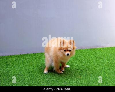 Ein süßer Pommern-spitz-Hund, der vor einer grauen Wand auf das Gras kackt Stockfoto