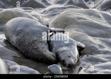 Graue Seehunde (Halichoerus grypus), Kuh und Stier, mit Umwerben/Paarungsverhalten, St. Abbs Head National Nature Reserve, St. Abbs Head, Schottland Stockfoto