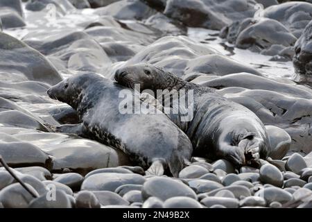 Graue Seehunde (Halichoerus grypus), Kuh und Stier, mit Umwerben/Paarungsverhalten, St. Abbs Head National Nature Reserve, St. Abbs Head, Schottland Stockfoto