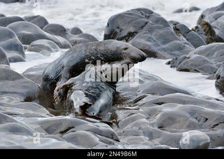 Graue Seehunde (Halichoerus grypus), Kuh und Stier, mit Umwerben/Paarungsverhalten, St. Abbs Head National Nature Reserve, St. Abbs Head, Schottland Stockfoto