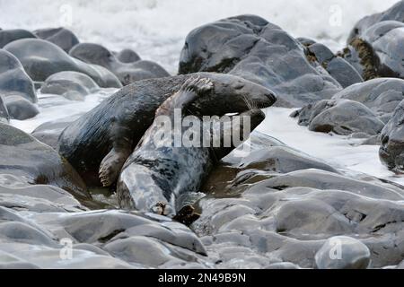 Graue Seehunde (Halichoerus grypus), Kuh und Stier, mit Umwerben/Paarungsverhalten, St. Abbs Head National Nature Reserve, St. Abbs Head, Schottland Stockfoto