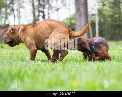 Ein Shar Pei und ein Dachshund werden einander im Park vorgestellt Stockfoto