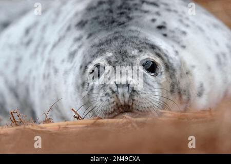 Graue Seehunde (Halichoerus grypus), graue Rübe in der Nähe der Entwöhnung, an der oberen Küste, St. Abbs Head National Nature Reserve, St. Abbs Head, Südostschottland Stockfoto