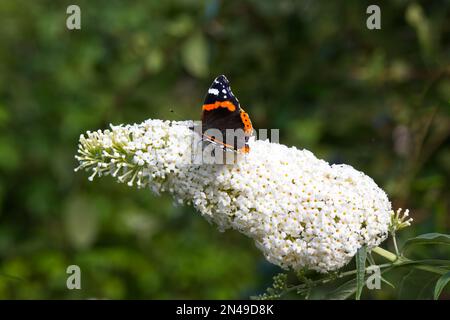 Roter Admiralsschmetterling Vanessa atalanta auf weißen buddleja-Blumen (auch bekannt als Buddleia oder Schmetterlingsbusch) im britischen Garten im September Stockfoto