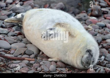 Graue Seehunde (Halichoerus grypus), weißer Mantel, der an der Küste schläft, St. Abbs Head National Nature Reserve, St. Abbs Head, Südostschottland, November 2017 Stockfoto