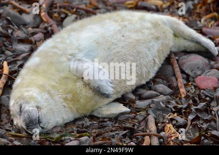 Graue Seehunde (Halichoerus grypus), weißer Mantel, der an der Küste schläft, St. Abbs Head National Nature Reserve, St. Abbs Head, Südostschottland, November 2017 Stockfoto