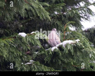 Collard Dove stand im Schnee Stockfoto