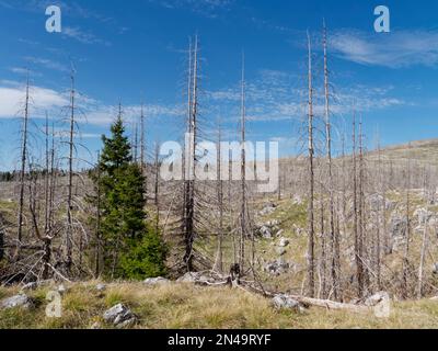 Verbrannter toter Wald. Nach einem verheerenden Brand. Auswirkungen der globalen Erwärmung und des Klimawandels. Stockfoto