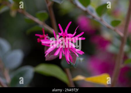 Blumenstrauch namens Loropetalum chinense in einem Garten aus der Nähe, selektiver Fokus Stockfoto