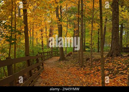 Grüner Pfad entlang eines Zauns in einem nördlichen Ohio Park inmitten von Herbstfarben Stockfoto