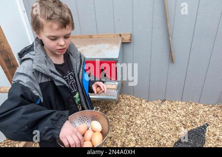 Denver, Colorado – Adam Hjermstad, Jr., 8, sammelt Eier aus dem Hühnerstall seiner Familie. Stockfoto