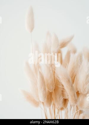 Trockener beiger Lagurus auf weißem Hintergrund. Blumiger Hintergrund trockener Blumen. Vorderansicht, Kopierbereich Stockfoto