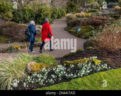 Edinburgh, Schottland, Vereinigtes Königreich, 8. Februar 2023. Wetter in Großbritannien: Frühlingserscheinungen im Royal Botanic Garden. Die Schneeglöckchen sind in voller Blüte um die Gärten herum. Kredit: Sally Anderson/Alamy Live News Stockfoto
