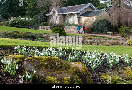 Edinburgh, Schottland, Vereinigtes Königreich, 8. Februar 2023. Wetter in Großbritannien: Frühlingserscheinungen im Royal Botanic Garden. Die Schneeglöckchen sind in voller Blüte um die Gärten herum. Kredit: Sally Anderson/Alamy Live News Stockfoto