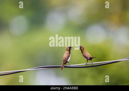 Zwei Estrildidae Spatzen oder Estrildid-Finken, hoch oben auf einer Hochleistungsleitung, die im Wind schwingt, mit unscharfen grünen Blättern im Hintergrund Stockfoto