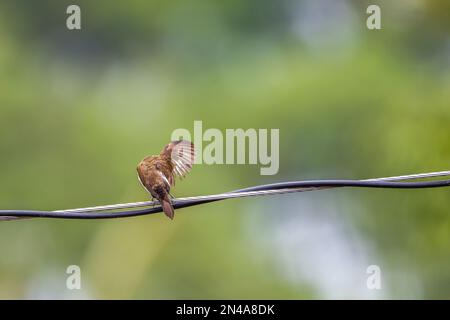 Ein Estrildidae Spatzen oder Estrildid Finken, die auf einer Hochspannungsleitung sitzen und im Wind schweben, mit unscharfen grünen Blättern im Hintergrund Stockfoto