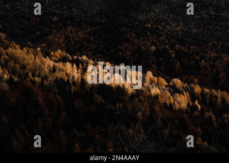 Eine herbstliche Berglandschaft mit Sonnenlicht auf Tannenwäldern Stockfoto