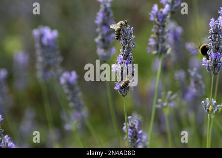 Biene auf dem Lavendel, Brusje, Hvar Insel, Kroatien Stockfoto