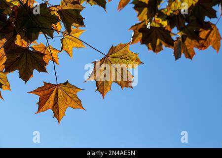 Ahorn Blatt Stockfoto