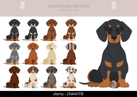 Dachshund-Clipart mit kurzen Haaren. Verschiedene Posen, Fellfarben eingestellt. Vektorgrafik Stock Vektor