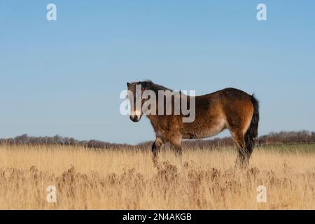 Exmoor-Pony auf Exmoor Stockfoto