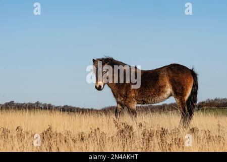 Exmoor-Pony auf Exmoor Stockfoto