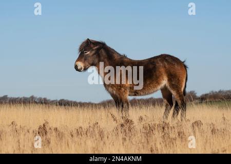 Exmoor-Pony auf Exmoor Stockfoto