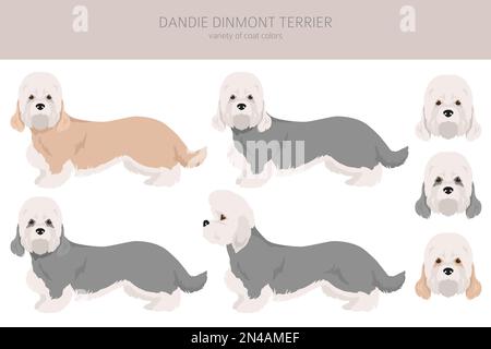 Dandie dinmont Terrier Clipart. Verschiedene Posen, Fellfarben eingestellt. Vektorgrafik Stock Vektor