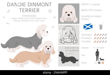 Dandie dinmont Terrier Clipart. Verschiedene Posen, Fellfarben eingestellt. Vektorgrafik Stock Vektor
