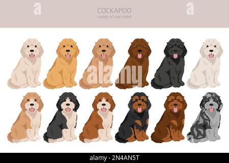 Cockapoo Mischung Rasse Cliparts. Verschiedene Posen, Fellfarben eingestellt. Vektorgrafik Stock Vektor