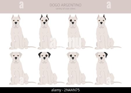 Dogo Argentino Clipart. Verschiedene Posen, Fellfarben eingestellt. Vektorgrafik Stock Vektor