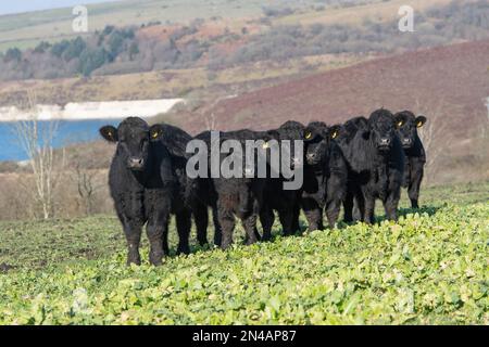 walisische schwarze Rinder, Bullen und Färsen Stockfoto