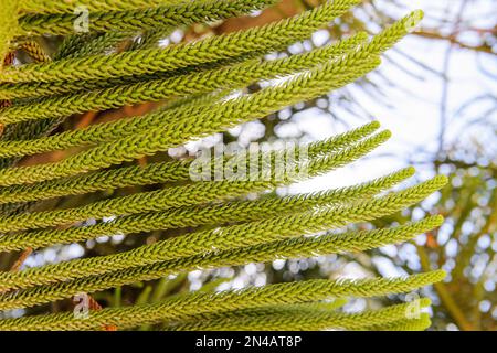 Seitenansicht des Affenpuzzle-Baumes, bekannt als Araucaria Araucana - Unschärfe-Bokeh-Hintergrund Stockfoto