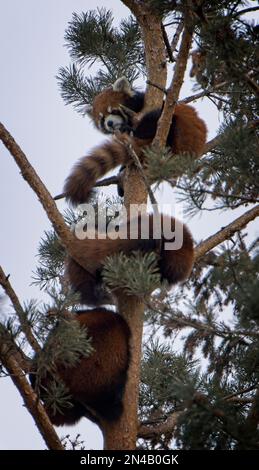 Red Pandas Calgary Zoo Alberta Stockfoto