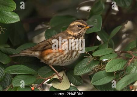 rotflügel, turdus iliacus, hoch oben auf einem Baum in einem Wald im Winter im vereinigten königreich Stockfoto