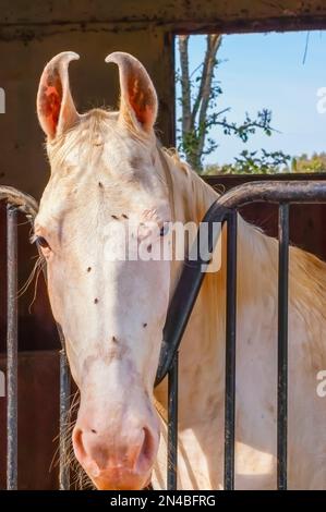 Ein weißes Pferd mit Fliegen im Gesicht, in einem Stall. Stockfoto