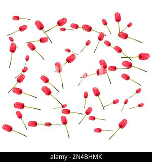 Muster vieler roter Tulpen auf weißem Hintergrund. Das Konzept der Ankunft des Frühlings Ostern. Universeller Urlaubshintergrund. Vektorbild. Stock Vektor