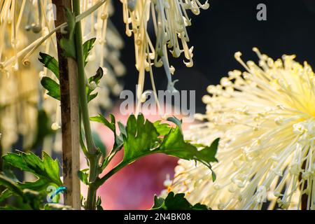 Wie Chrysantheme, manchmal auch als Mütter oder Chrysanthen bezeichnet, sind blühende Pflanzen der Gattung Chrysantheme in der Familie der Asteraceae. Chandramallika. Stockfoto
