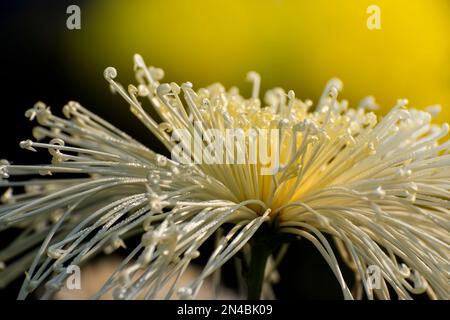 Weiße Chrysanthemen, manchmal auch Mütter oder Chrysanthen genannt, sind blühende Pflanzen der Gattung Chrysanthemum in der Familie der Asteraceae. Chandramallika. Stockfoto