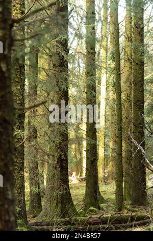 Gruselige Baumstämme im Wald Stockfoto