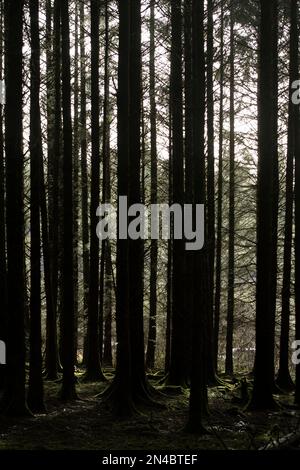 Gruselige Baumstämme im Wald Stockfoto