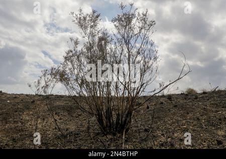 Nach dem Lauffeuer am Kai Kung Leng (Rooster Ridge) im Lam Tsuen Country Park, Yuen Long. Am 24. Januar 2023 brannten mindestens 2 ausgedehnte Flammenpfade auf dem Berg Kai Kung Leng für 16 Stunden. 01FEB23 SCMP/Elson Li Stockfoto