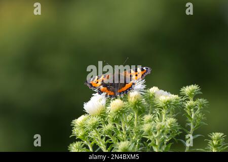 Tortoiseshell Schmetterling Aglais urticae auf weißem Aster, auch bekannt als Michaelmas Gänseblümchen im britischen Garten September Stockfoto