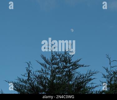 Fichten-Baumspitzen mit Himmel und Mond dahinter Stockfoto