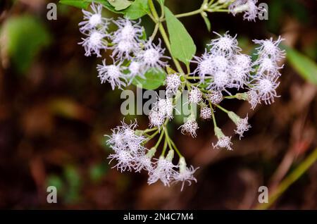 Wildblumen — Ageratum conyzoides (Billyziegenkraut, Kükenkraut, Ziegenkraut, Weißkraut, Mentrasto) Stockfoto