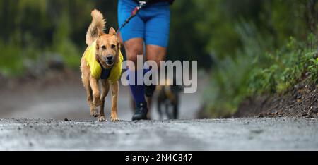 Der Hund und sein Besitzer nehmen an einem beliebten Canicross-Rennen Teil. Canicross-Hundezucht-Rennen Stockfoto